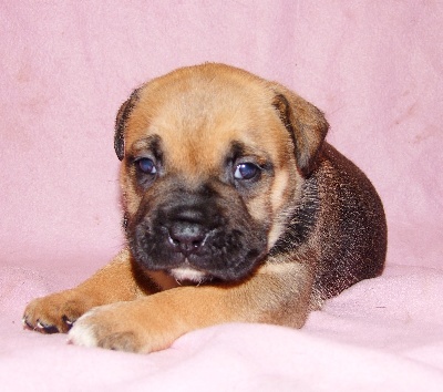 de Can Bourbon - Chiot disponible