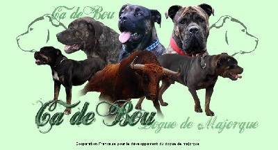 de Can Bourbon - Page FaceBook du Collectif Francais pour le Dogue de Majorque