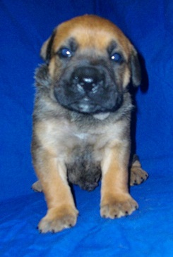 de Can Bourbon - chiot male disponible sur almendra